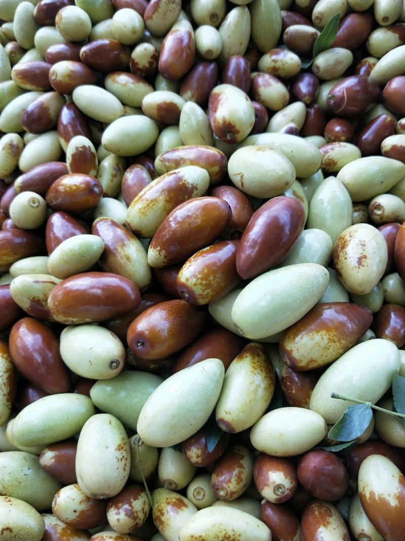马牙枣