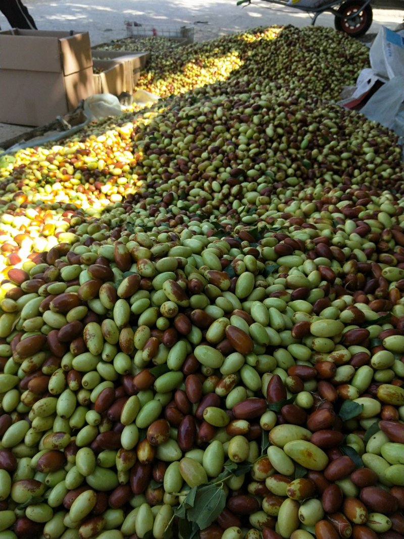 马牙枣