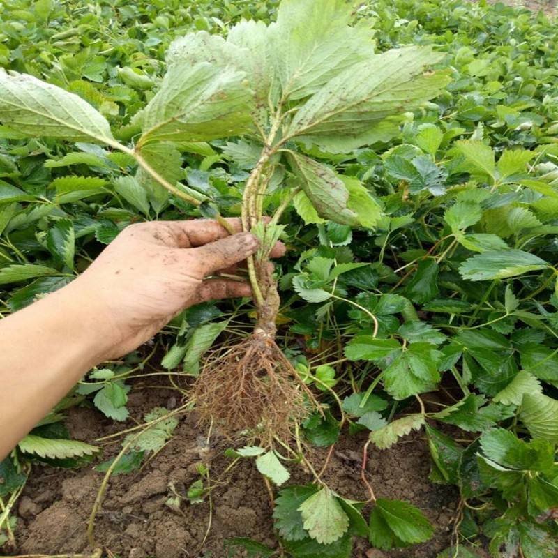 草莓苗，红颜，四季草莓苗，一级无毒草莓苗香蕉草莓苗