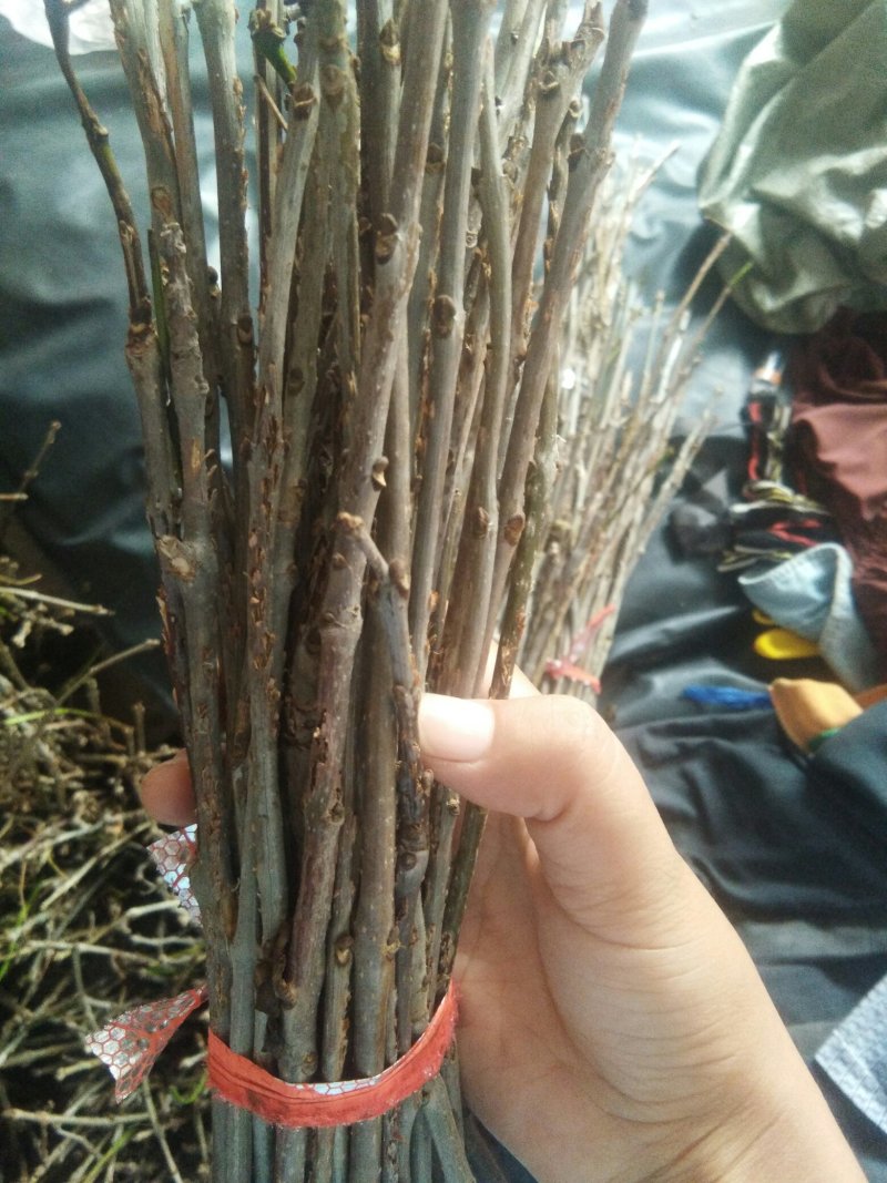 2020年批发优质白蜡卵枝零售优质白蜡卵枝杨树卵枝