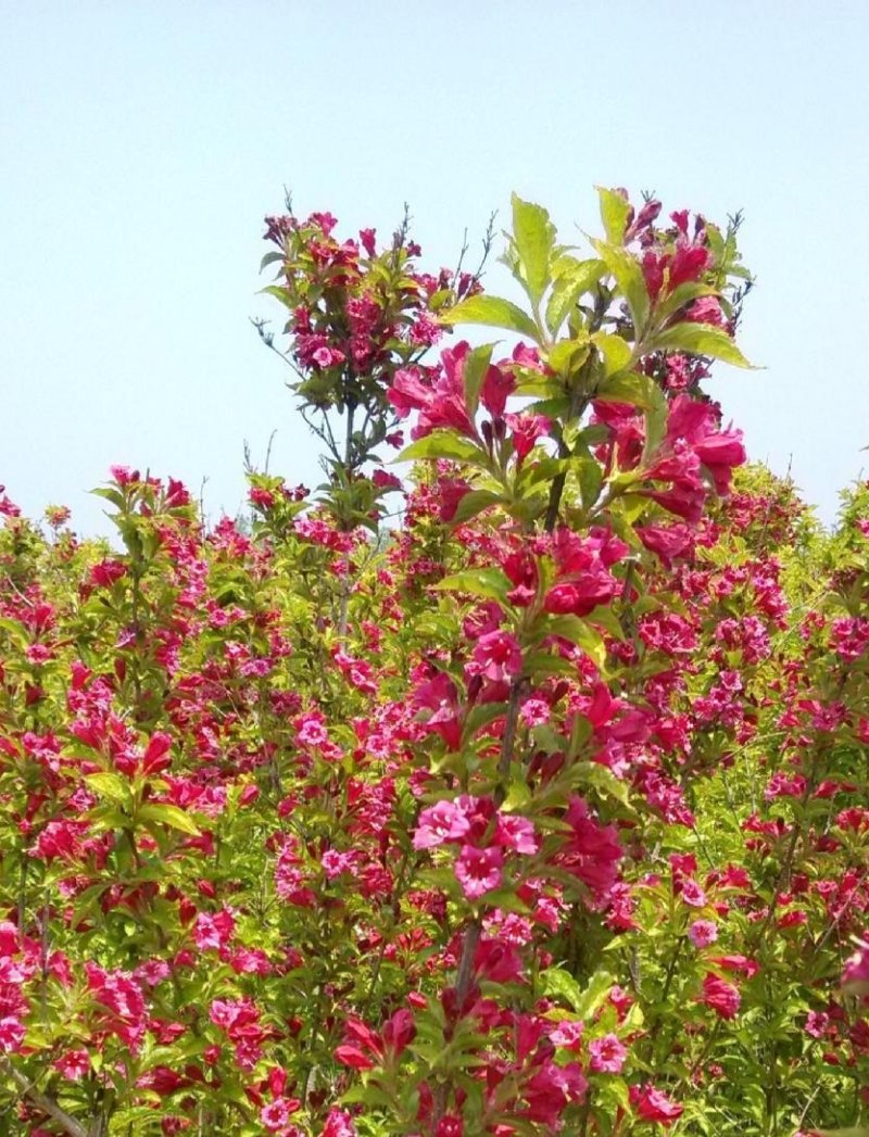 金叶锦带【叶子金黄，是种漂亮的權木花卉】