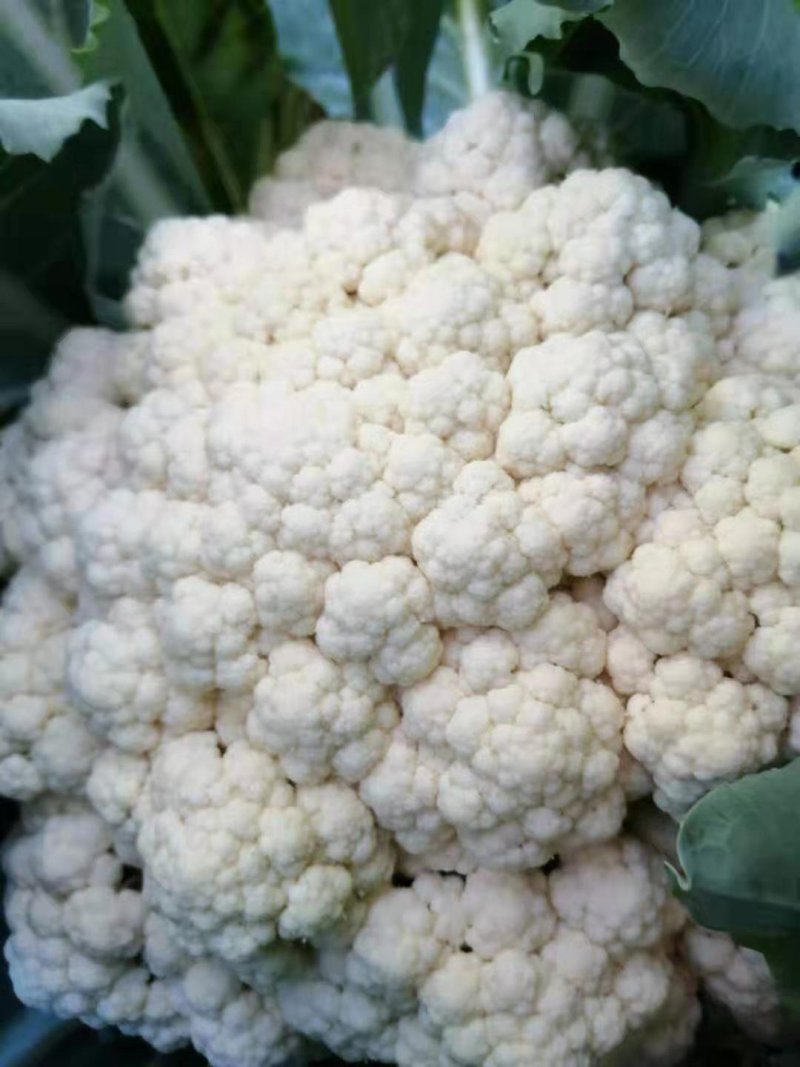 有机菜花大量上市，精品货源产地直供诚信经营