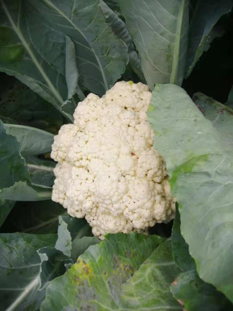 有机菜花大量上市，精品货源产地直供诚信经营