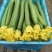山东品质丝瓜大量供应色泽鲜艳诚信经营真实报价