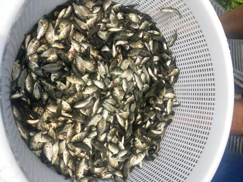 罗非鱼苗新吉富丰产一号快大罗非鱼苗苗场直销