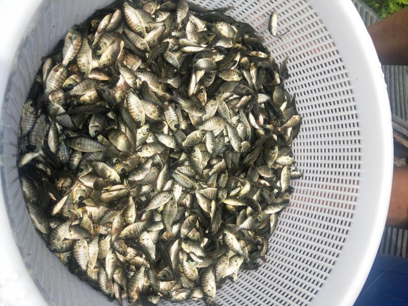 罗非鱼苗新吉富丰产一号快大罗非鱼苗苗场直销