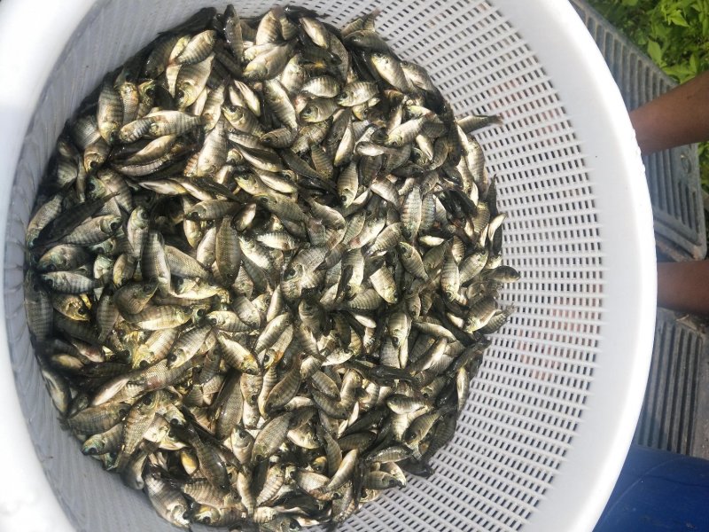罗非鱼苗新吉富丰产一号快大罗非鱼苗苗场直销