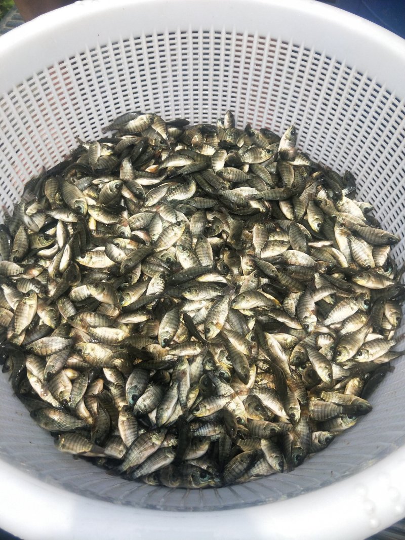 罗非鱼苗新吉富丰产一号快大罗非鱼苗苗场直销