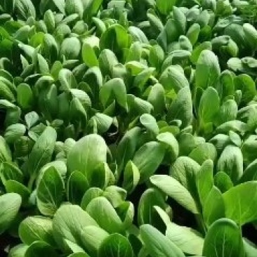 精品青菜，长期供应。全年不断货。保证质量。