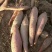 烟薯25号沙土地种植口感香甜基地直供