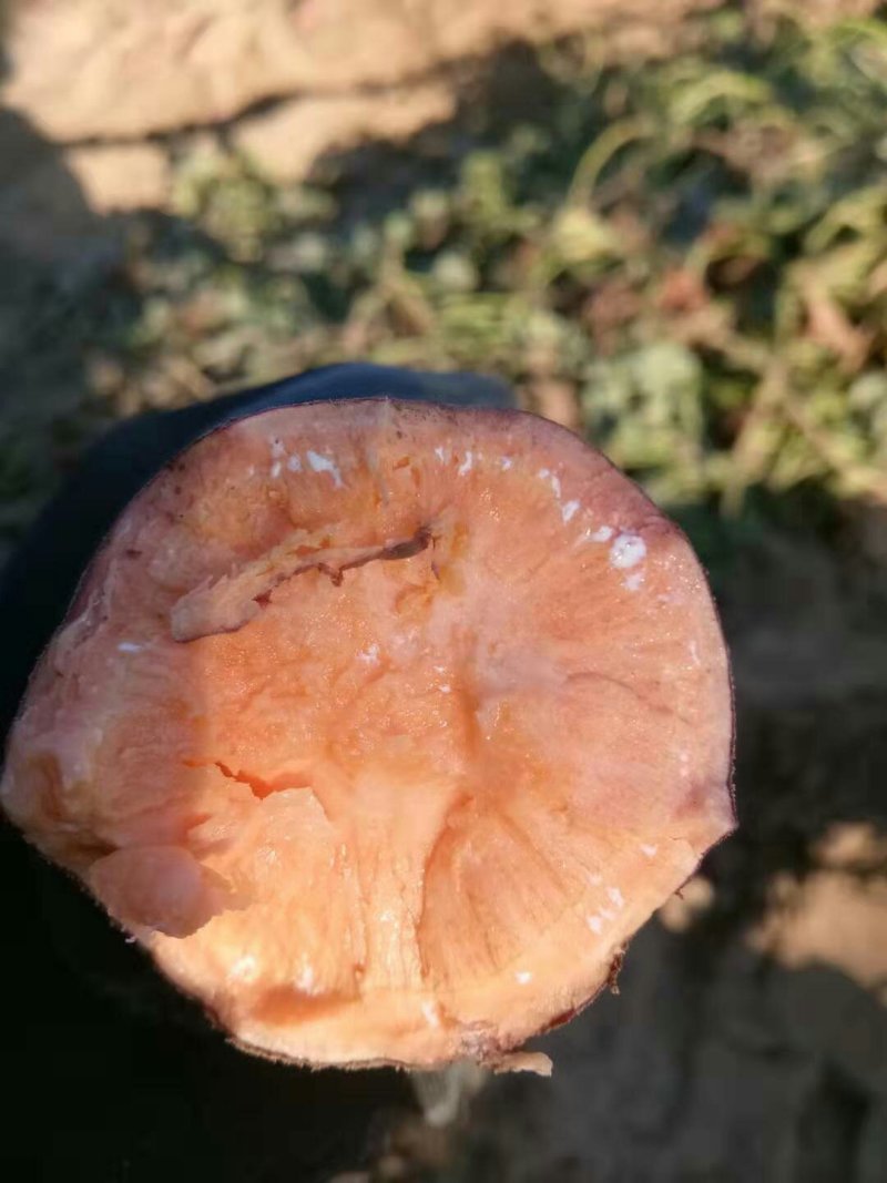 烟薯25号沙土地种植口感香甜基地直供