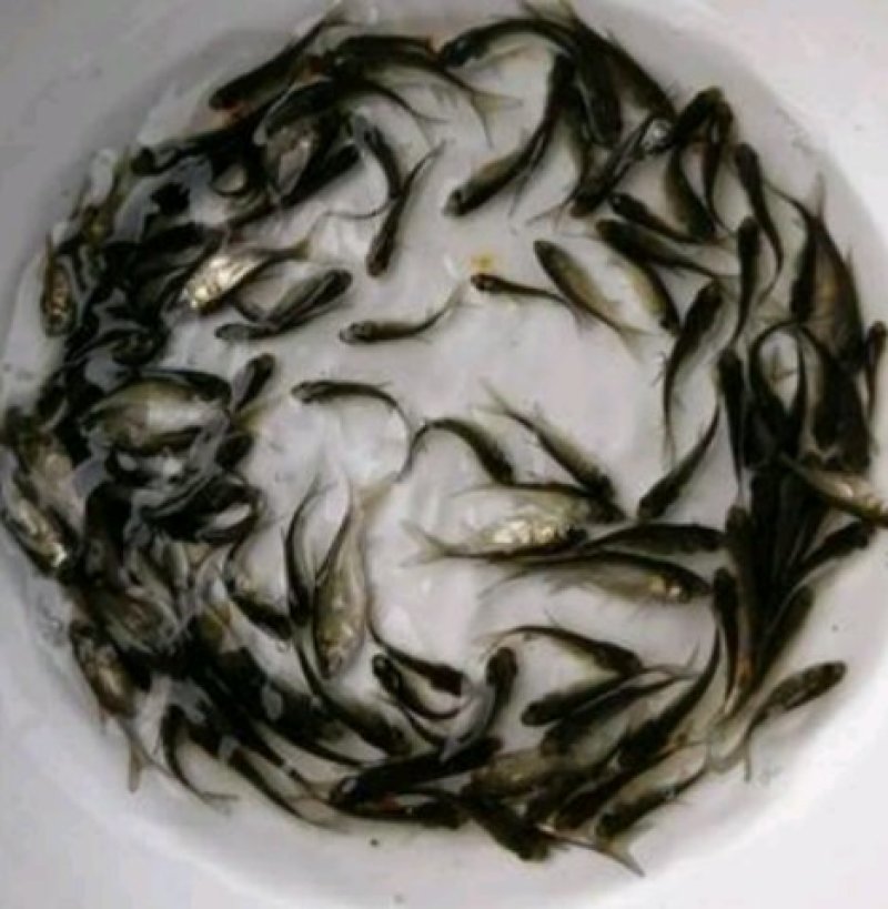 花鲢，鲢鳙鱼，小大头，支持送货上门，货到付款。