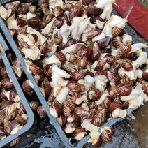 白玉蜗牛，每个星期供货1000斤以上