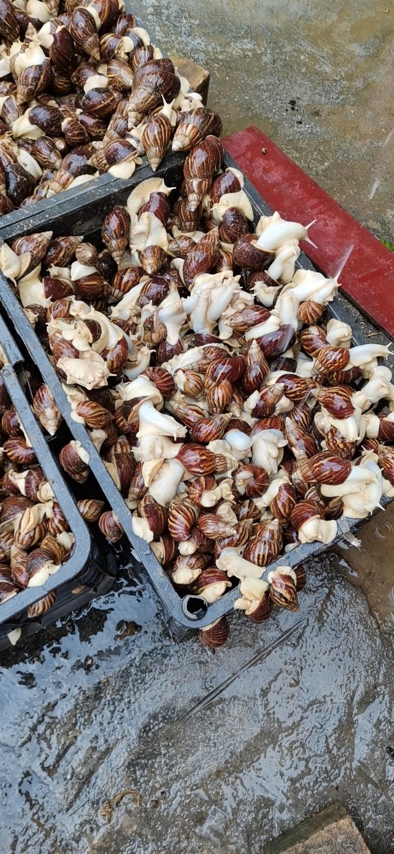 白玉蜗牛，每个星期供货1000斤以上