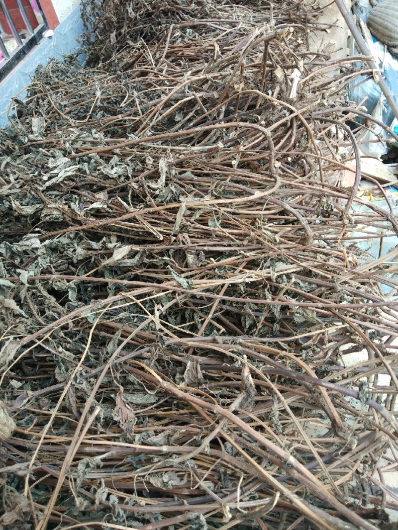 溪黄草，今年新鲜溪黄草
