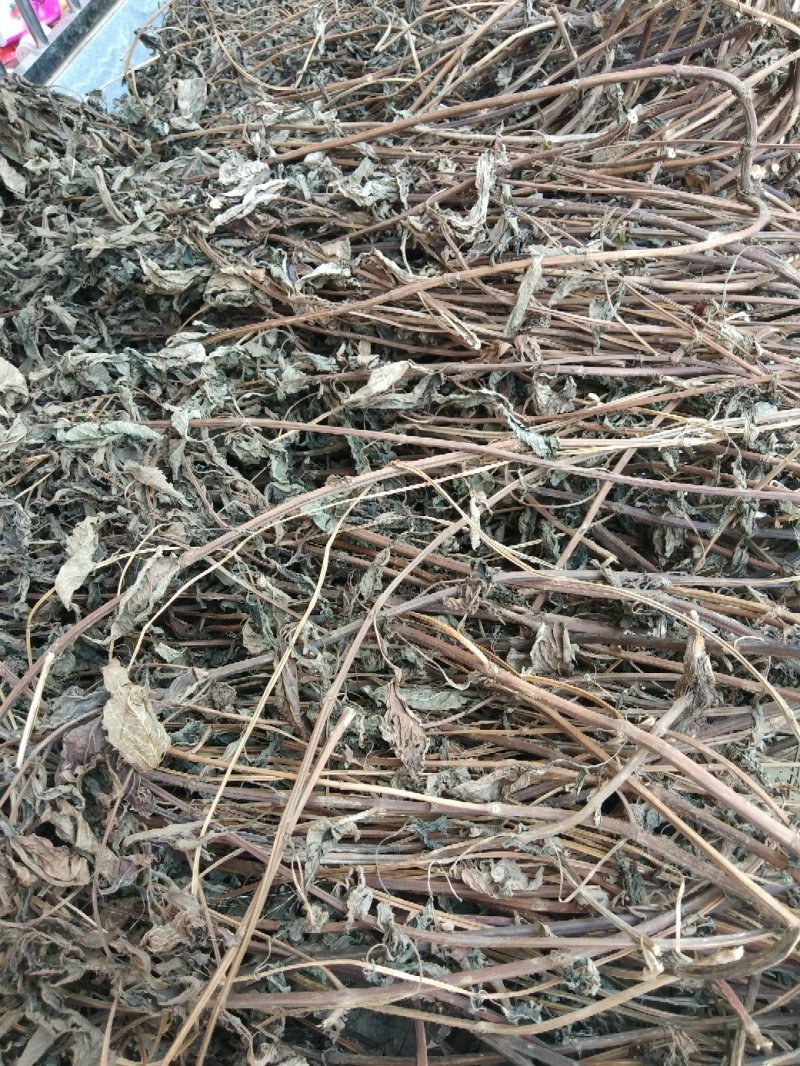 溪黄草，今年新鲜溪黄草