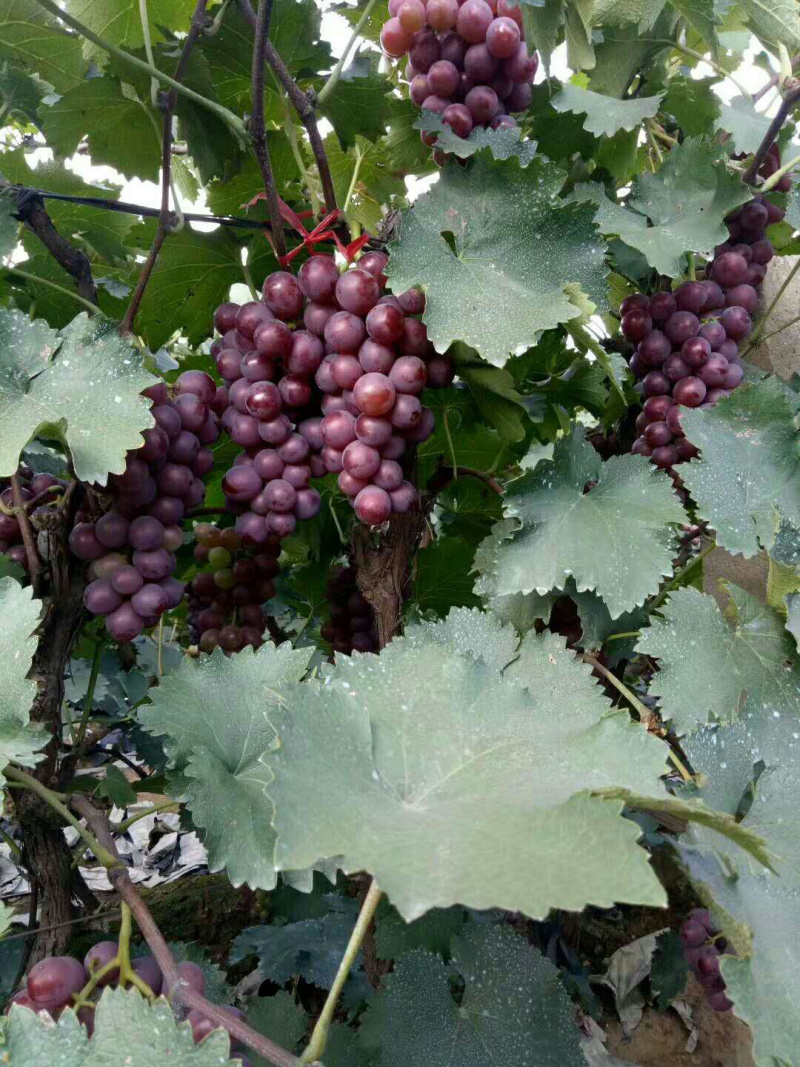 唐山市巨峰葡萄大量上市