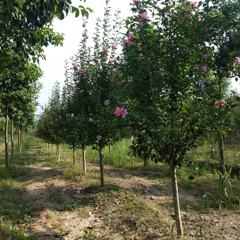 木槿木槿花唇瓣木槿平条花绿化苗木公园专用木槿花
