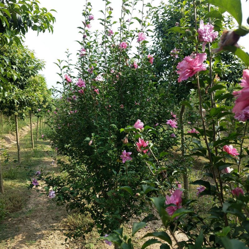 木槿木槿花唇瓣木槿平条花绿化苗木公园专用木槿花