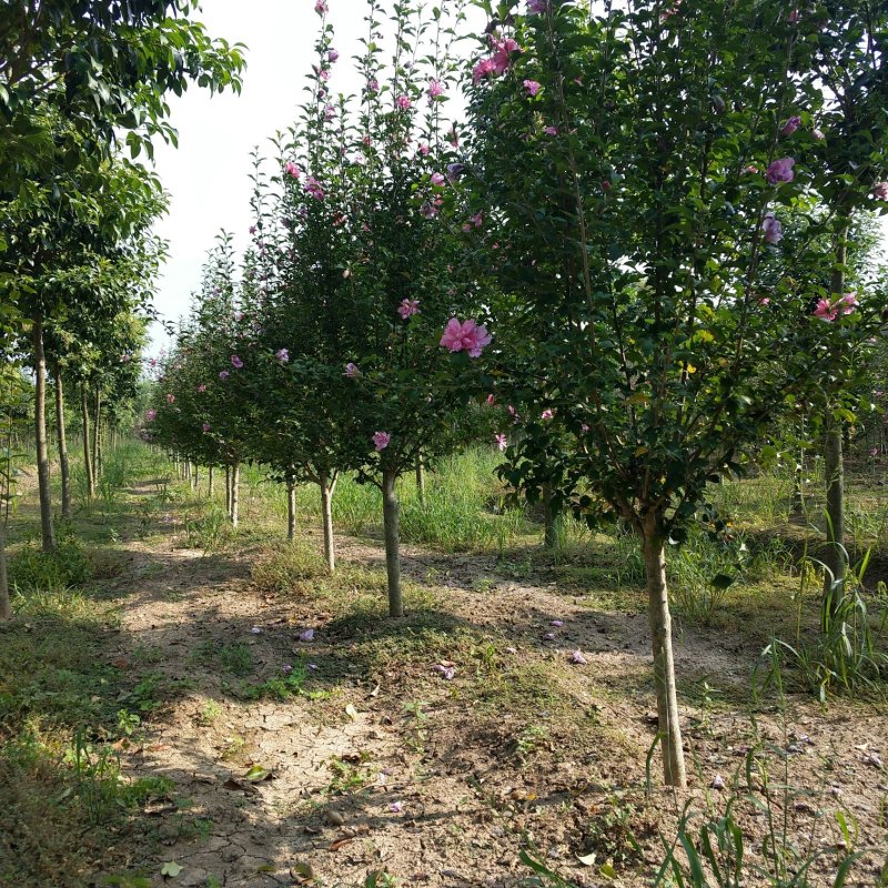 木槿木槿花唇瓣木槿平条花绿化苗木公园专用木槿花
