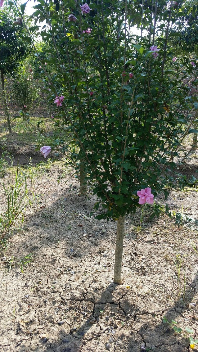 木槿木槿花唇瓣木槿平条花绿化苗木公园专用木槿花