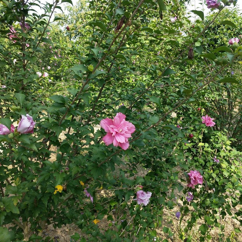 木槿木槿花唇瓣木槿平条花绿化苗木公园专用木槿花