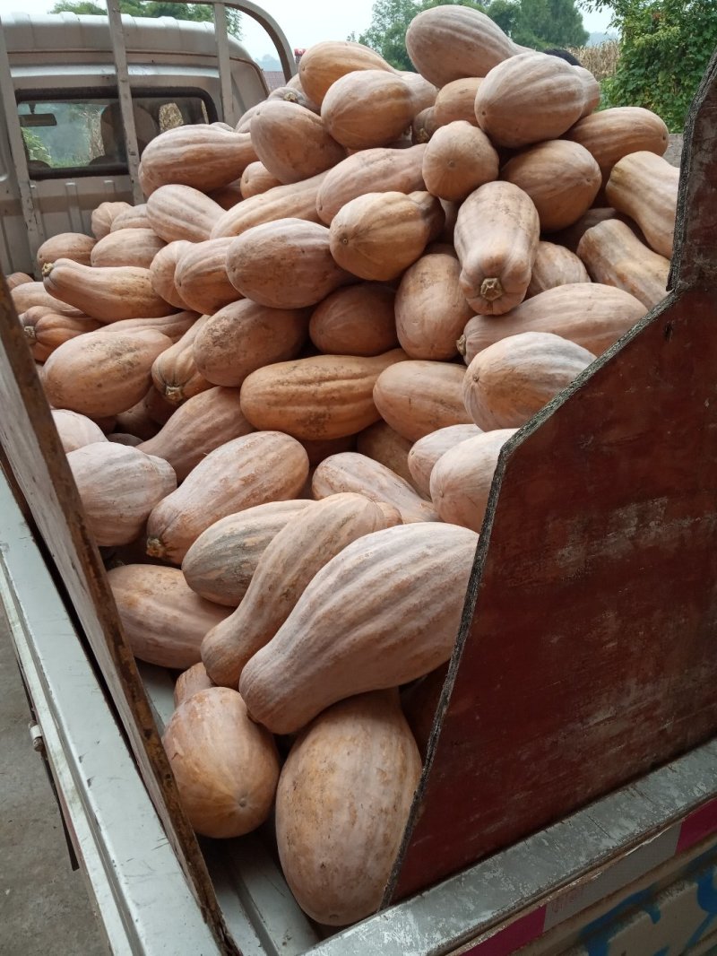 密本南瓜