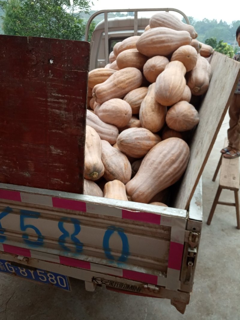 密本南瓜