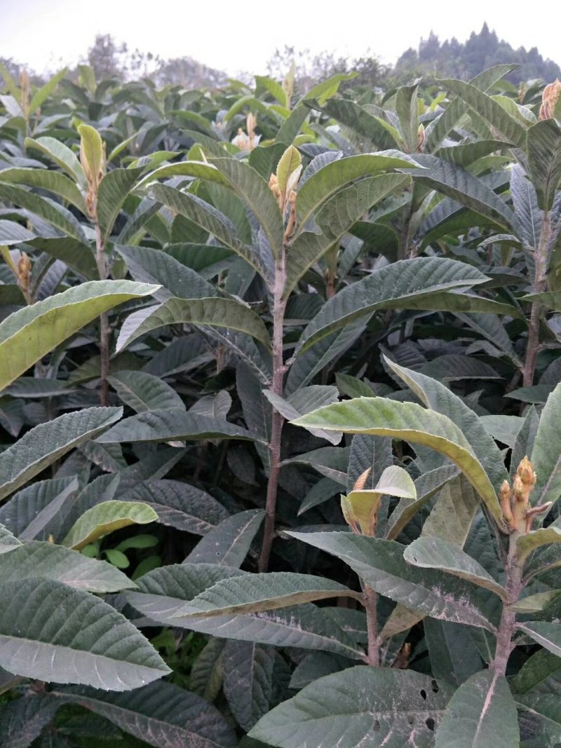 【枇杷苗】大五星枇杷苗自家苗圃种植品质保证欢迎选购