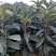 【枇杷苗】大五星枇杷苗自家苗圃种植品质保证欢迎选购