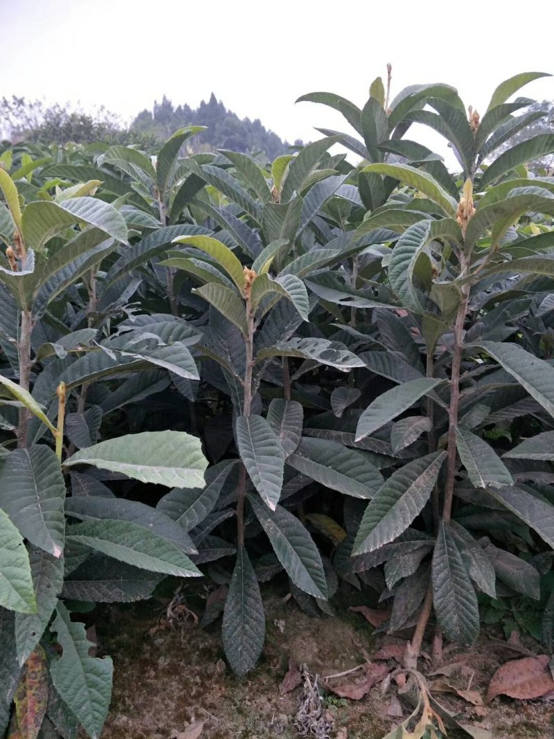 【枇杷苗】大五星枇杷苗自家苗圃种植品质保证欢迎选购