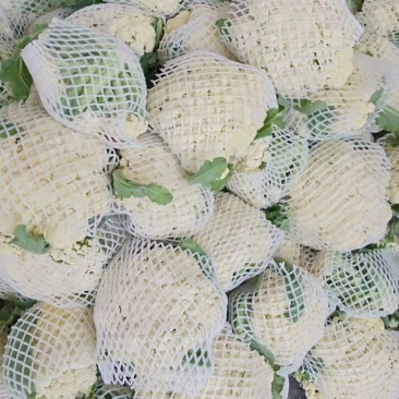 有机花大量上市，货源充足，价格便宜，一手货源，诚信代收。