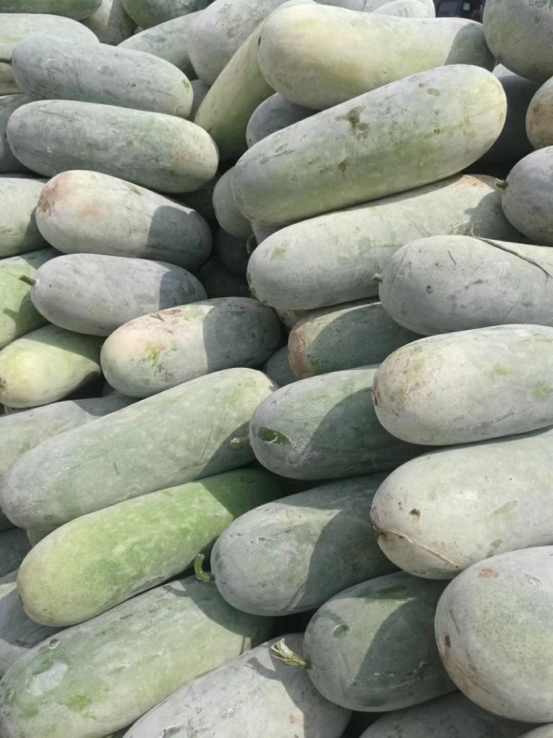 精品冬瓜，产地直销大量有货，量大从优