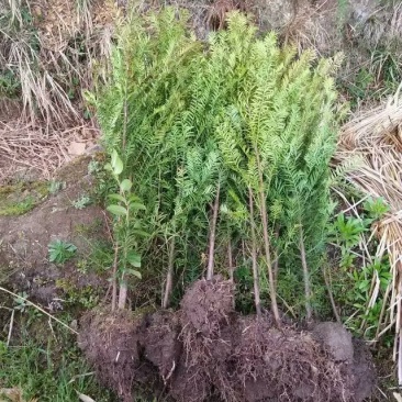 南方红豆杉苗70~80cm