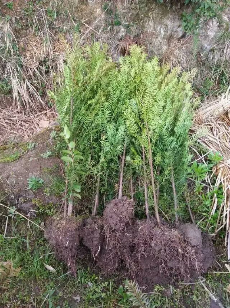 南方红豆杉苗70~80cm