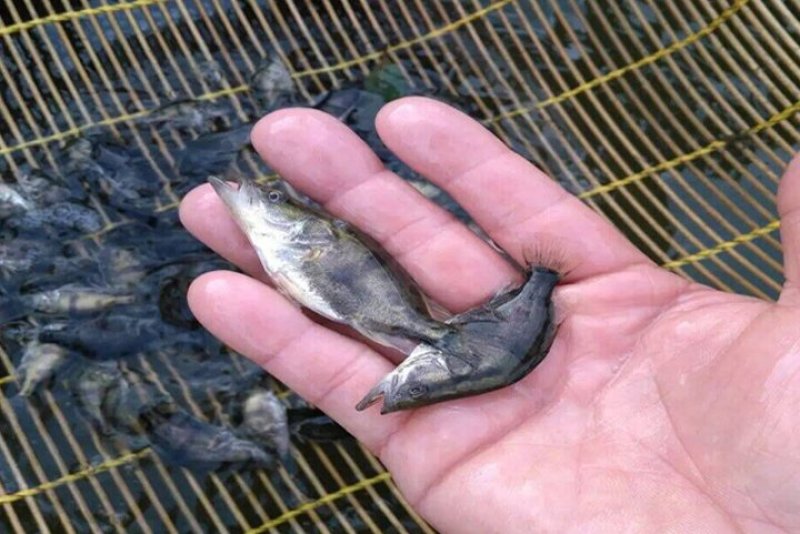 产地批发各种淡水优良水产种苗