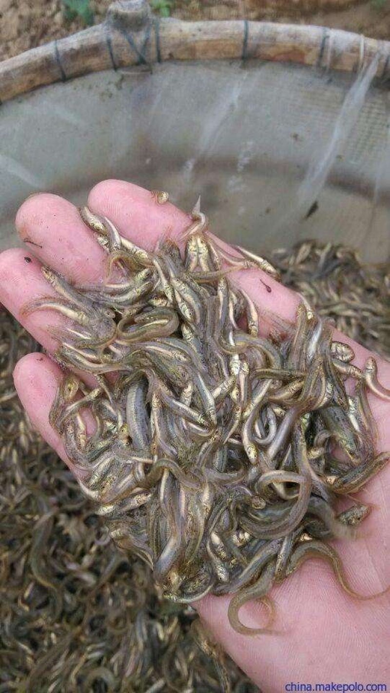 产地批发各种淡水优良水产种苗