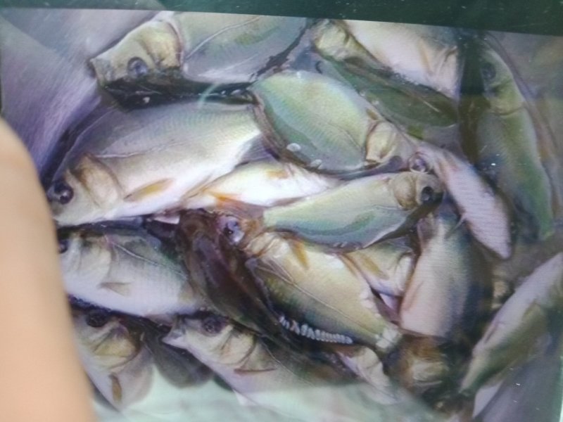 产地批发各种淡水优良水产种苗