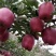 2020年天水花牛苹果上市