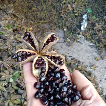 油用牡丹籽