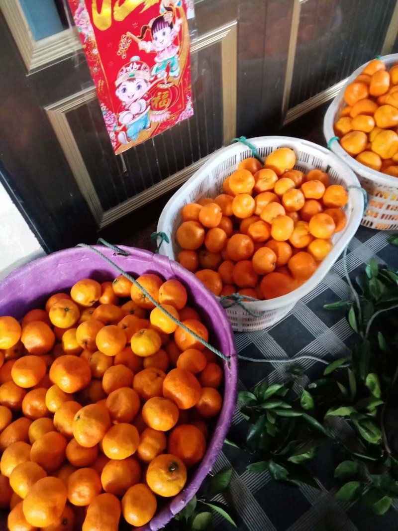 宫川早桔，涌泉蜜桔大量供货，品质保障，精选产品。