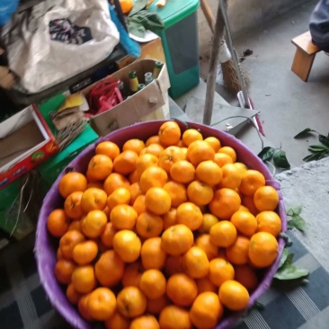 宫川早桔，涌泉蜜桔大量供货，品质保障，精选产品。