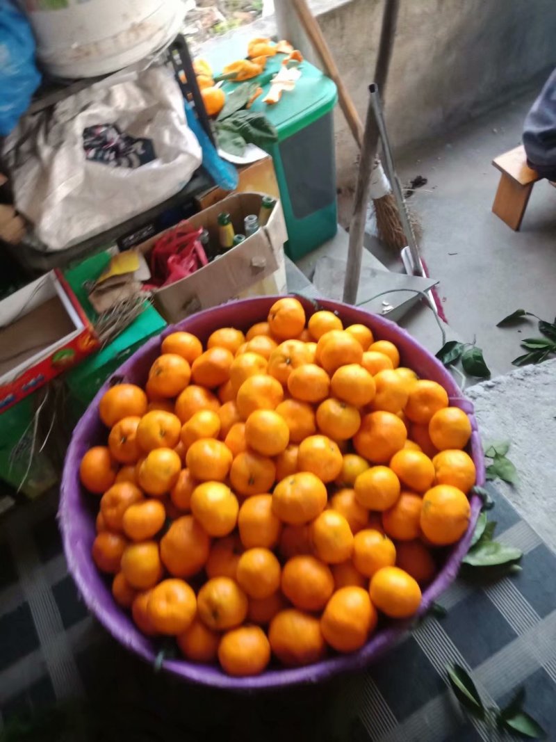 宫川早桔，涌泉蜜桔大量供货，品质保障，精选产品。