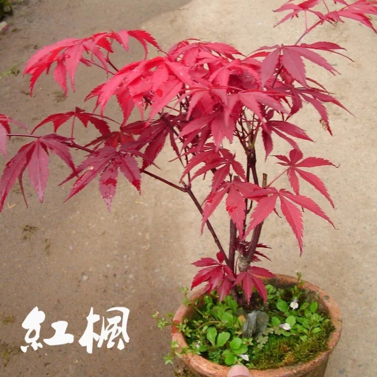 红枫苗批发]红枫盆景，红舞姬，出猩猩，黄金枫，四季红，地栽红