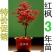 红枫盆景，红舞姬，出猩猩，黄金枫，四季红，地栽红枫树苗