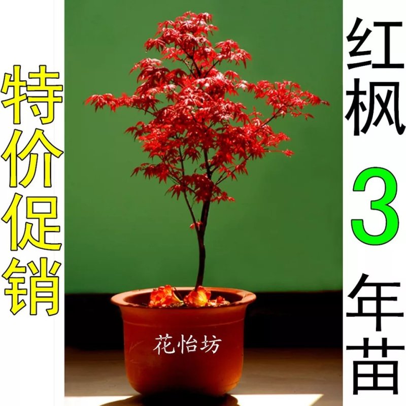 红枫盆景，红舞姬，出猩猩，黄金枫，四季红，地栽红枫树苗