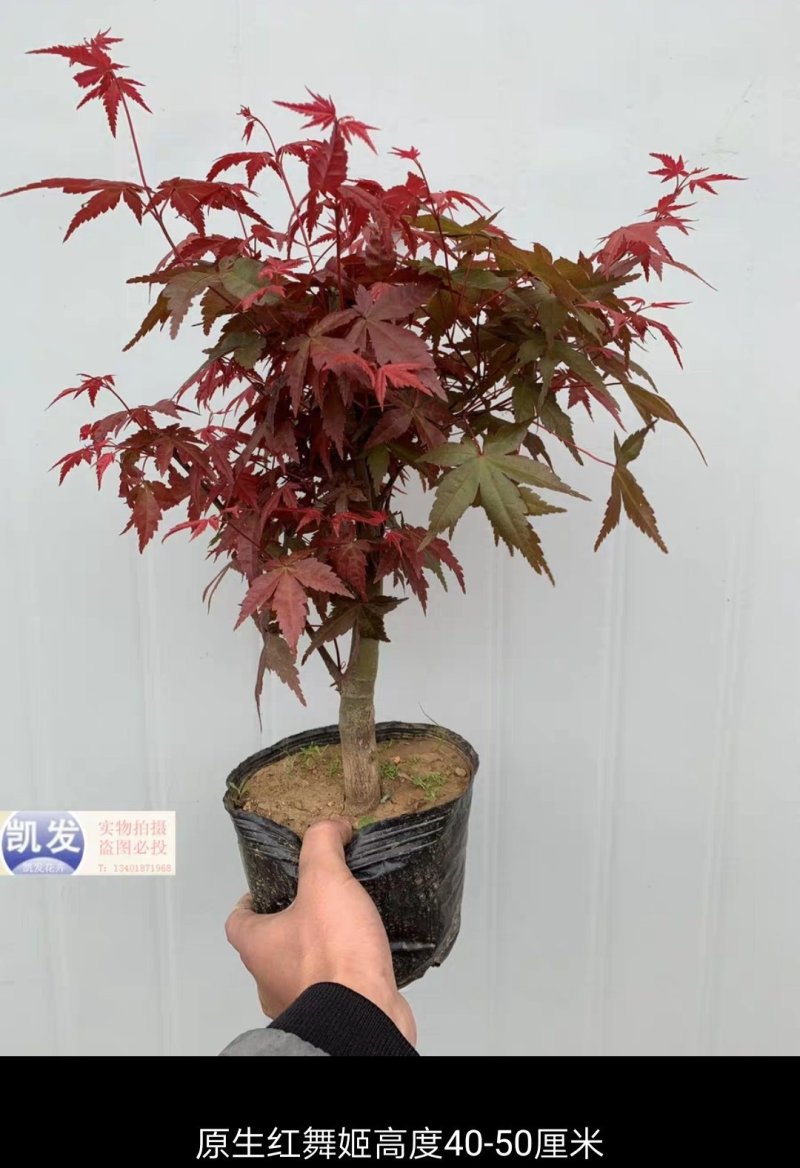 红枫盆景，红舞姬，出猩猩，黄金枫，四季红，地栽红枫树苗