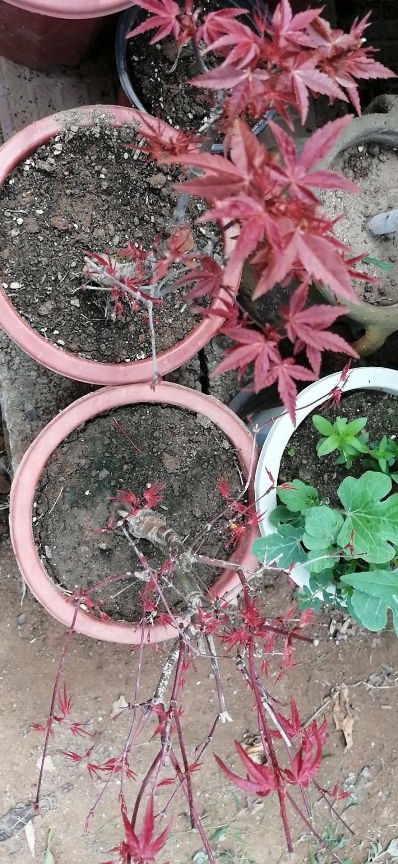 红枫盆景，红舞姬，出猩猩，黄金枫，四季红，地栽红枫树苗
