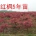 红枫盆景，红舞姬，出猩猩，黄金枫，四季红，地栽红枫树苗