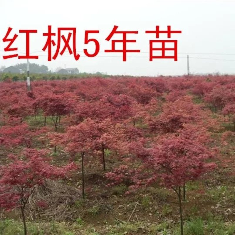 红枫盆景，红舞姬，出猩猩，黄金枫，四季红，地栽红枫树苗